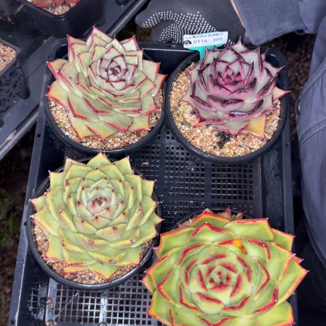多肉精选编号0114.365