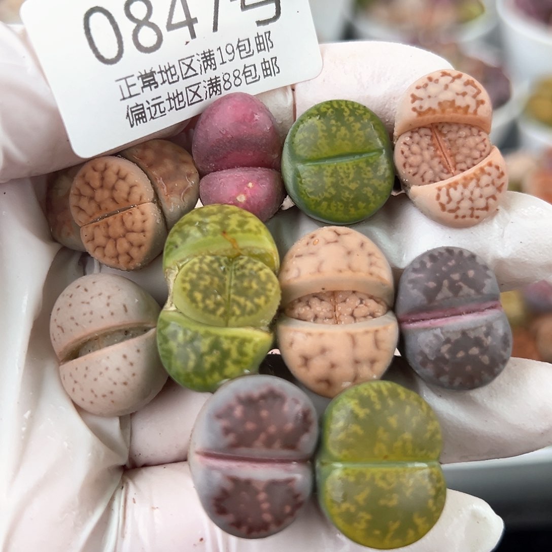 好养易活生石花大母本0847