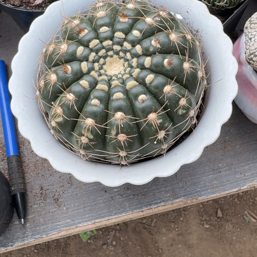 贩***豆可口可乐了可口可乐