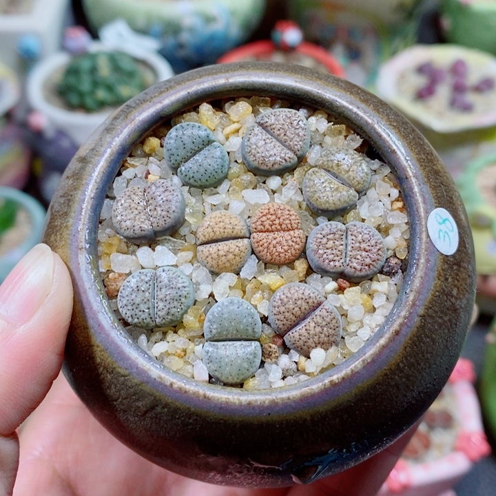 生石花花花花花花280