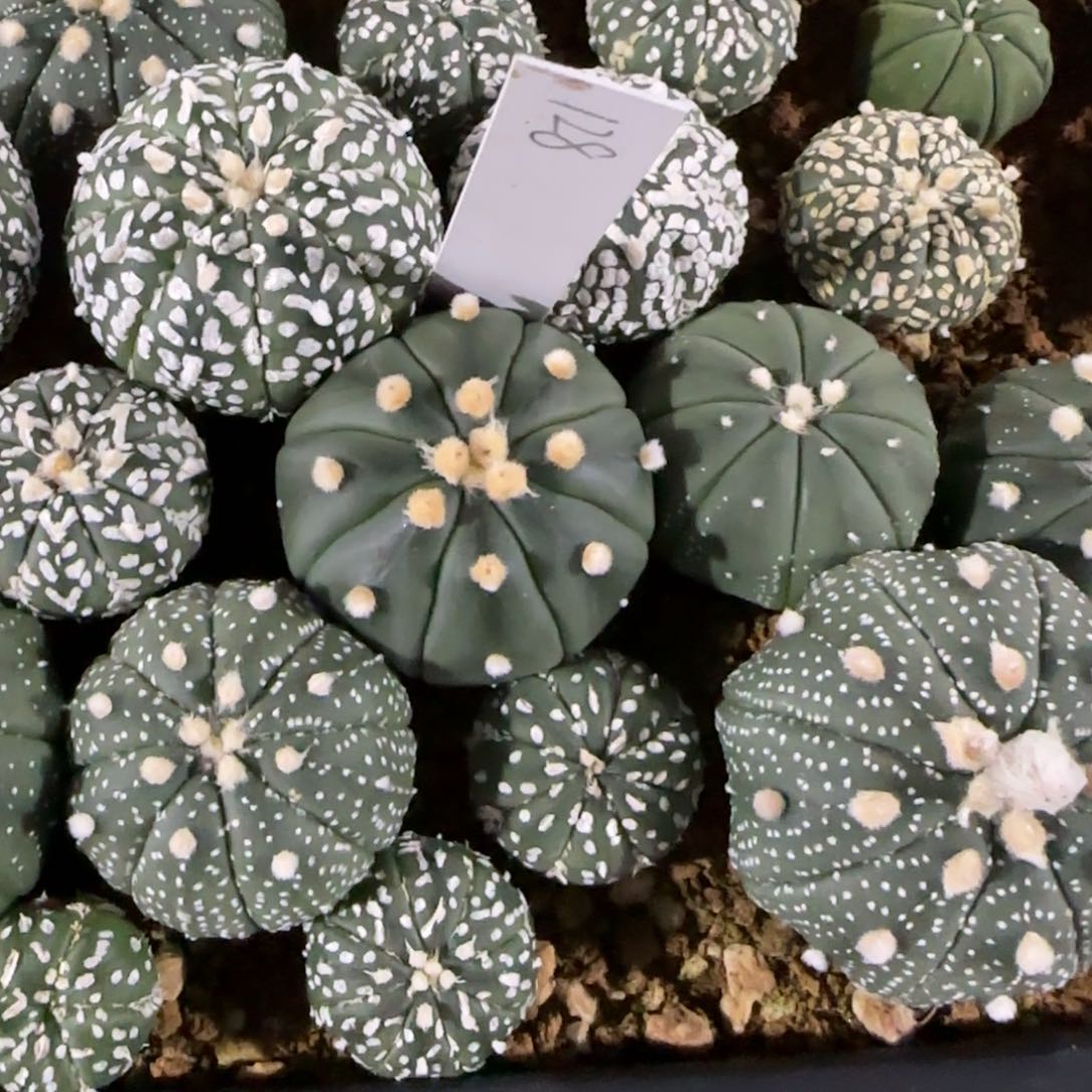 128-0116泰国发货多肉