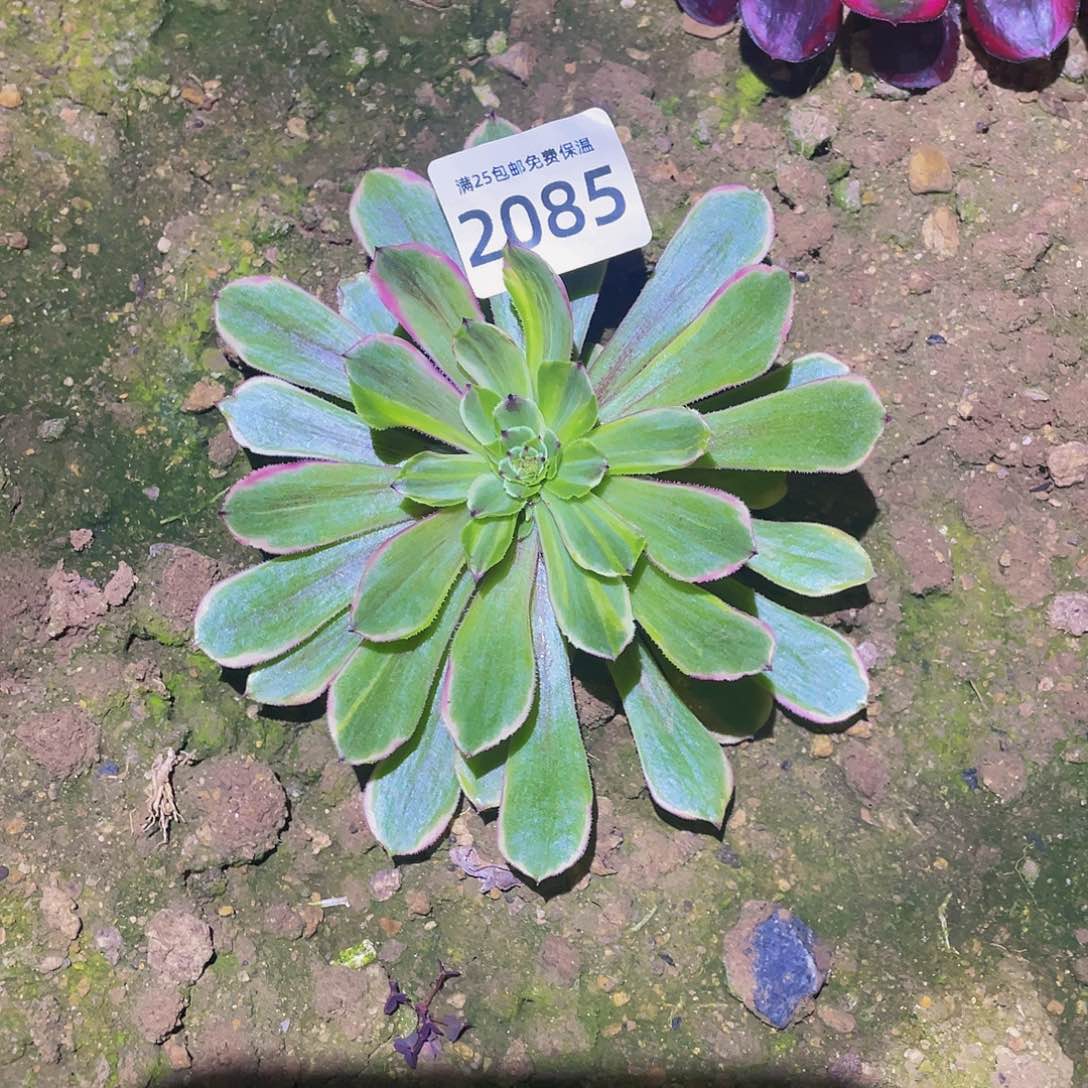 ?***猪2085花脸粉黛多肉植物