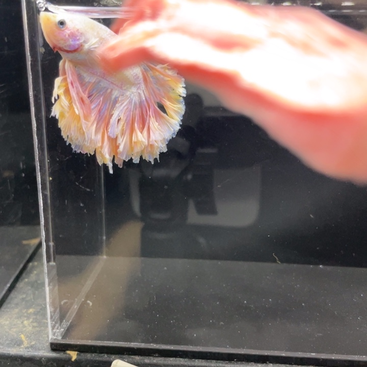 斗鱼嘎个话个哈啊哈475