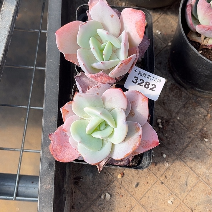 阿雅园艺。     3282两颗