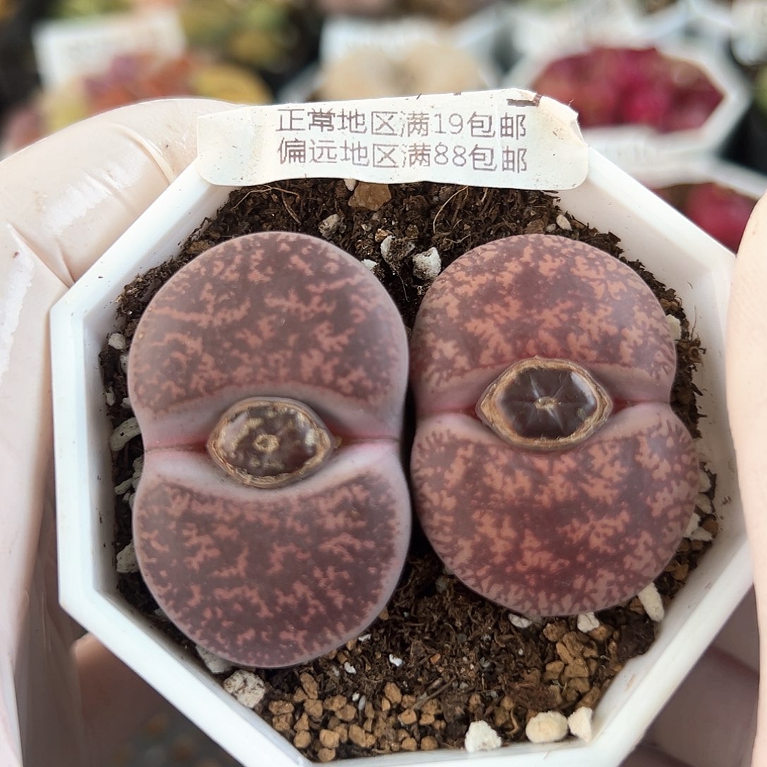 好养易活生石花大母本8934