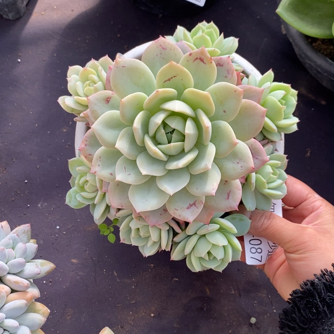 两单包邮1226-87恋曲