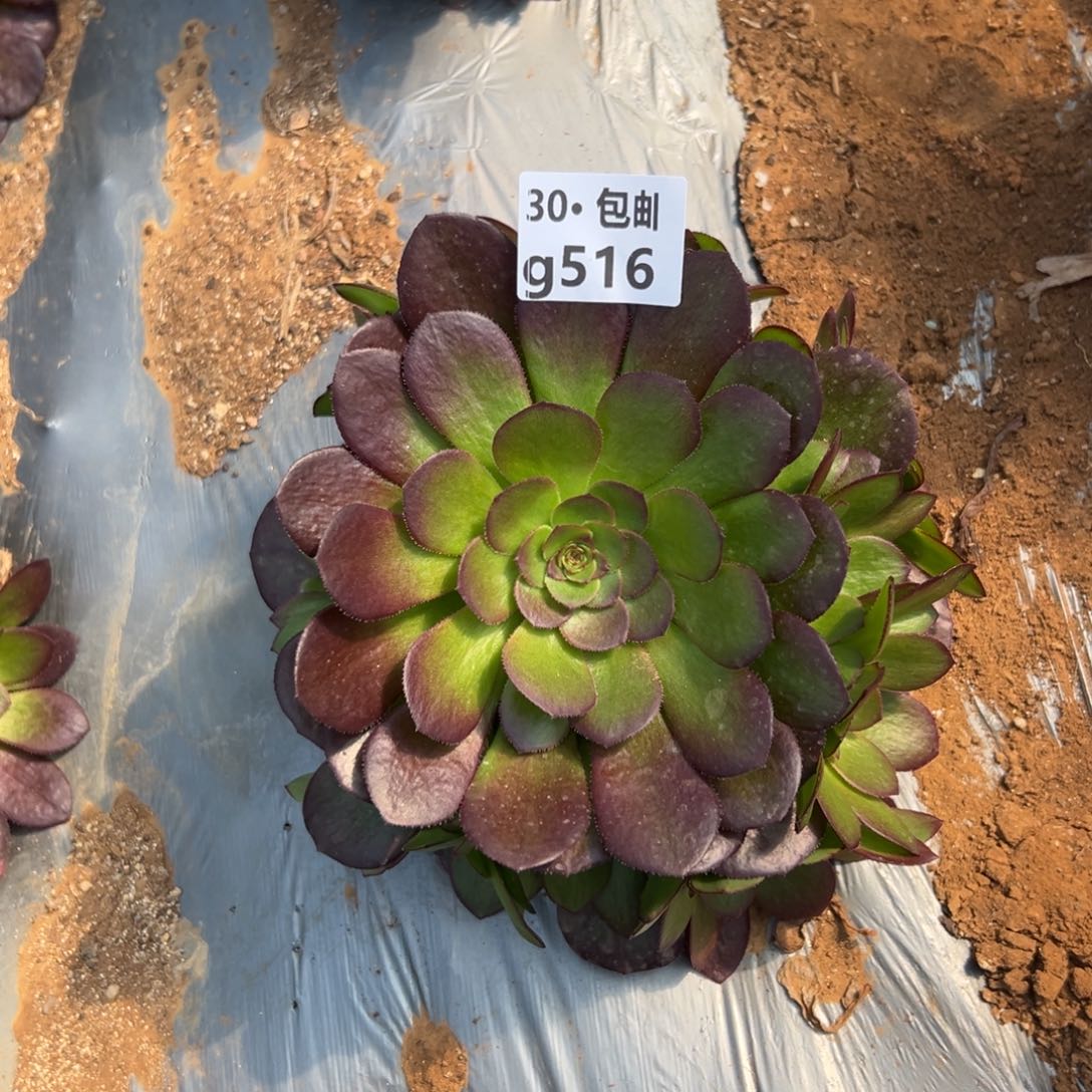 516雨荷多肉法师