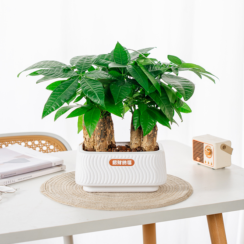 【六杆发财树】发财树盆栽好养活花卉室内办公桌面摆放四季常绿