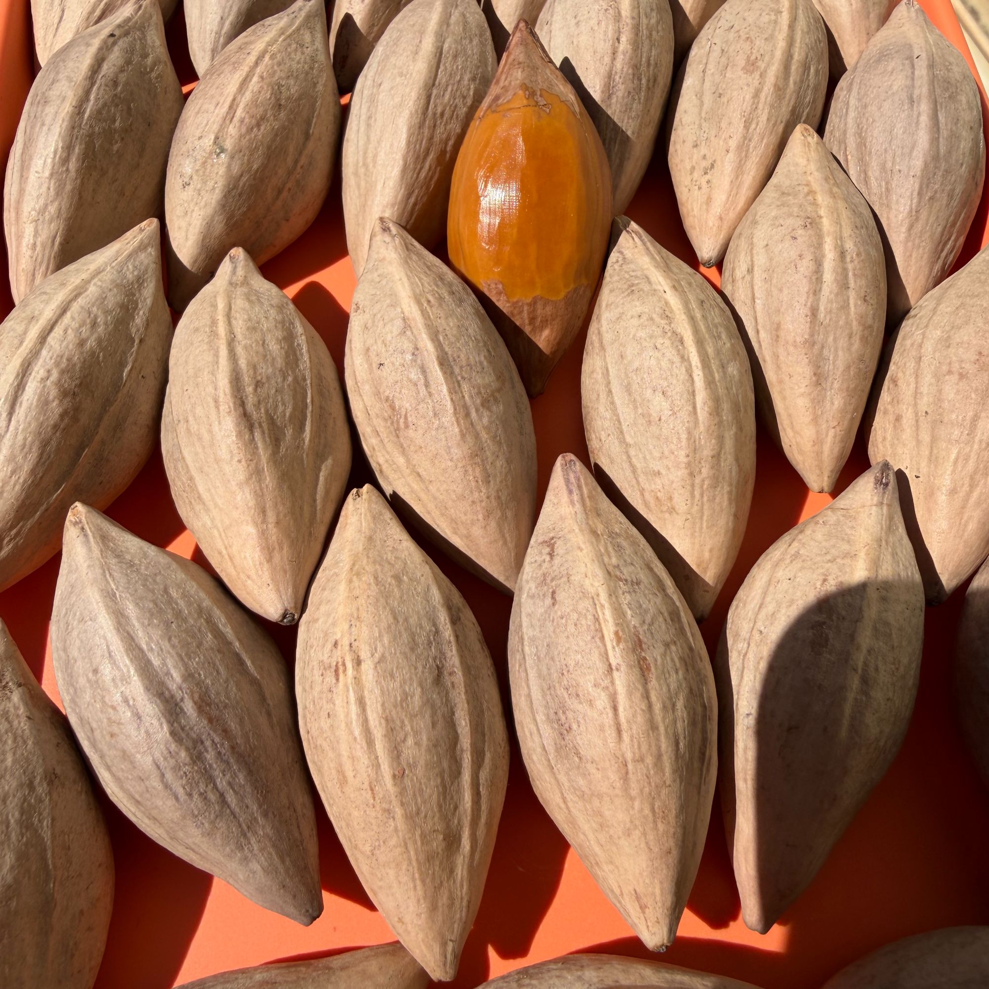 老挝橄榄核长核精品核雕原料专拍链接5.1/108