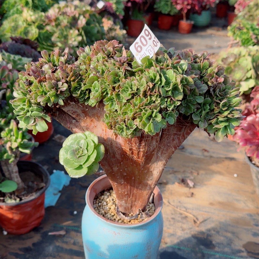 玫瑰缀化609满20包邮断枝不包