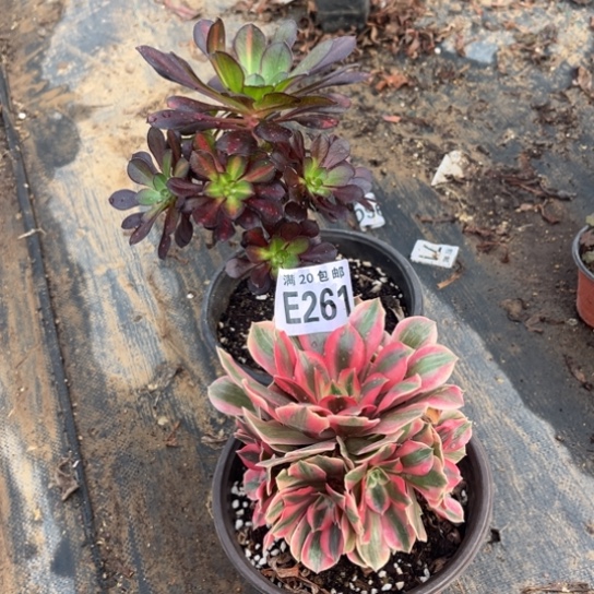 261两个法师不包断枝