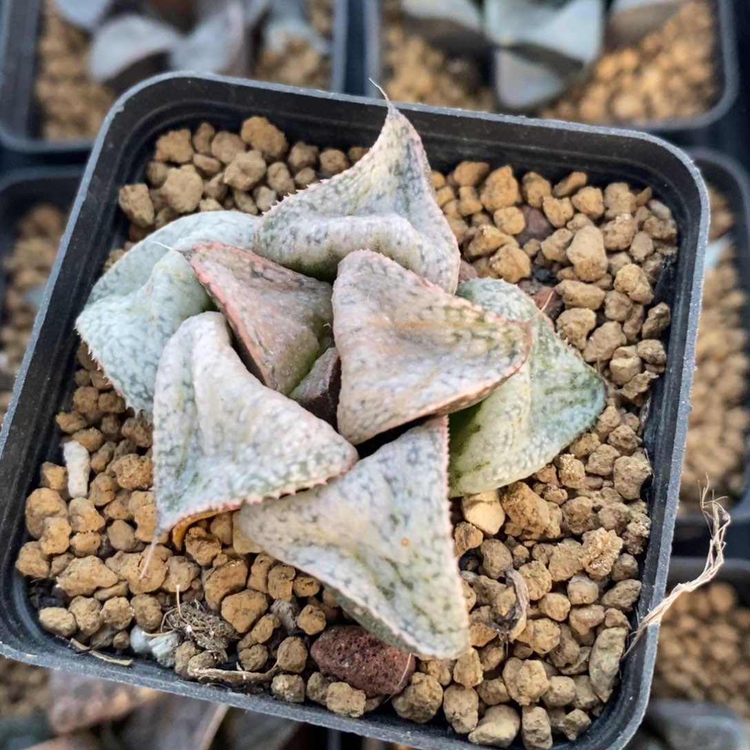 2544 一颗福利。  