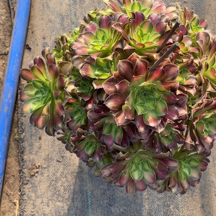 韶华多肉植物多肉多肉22