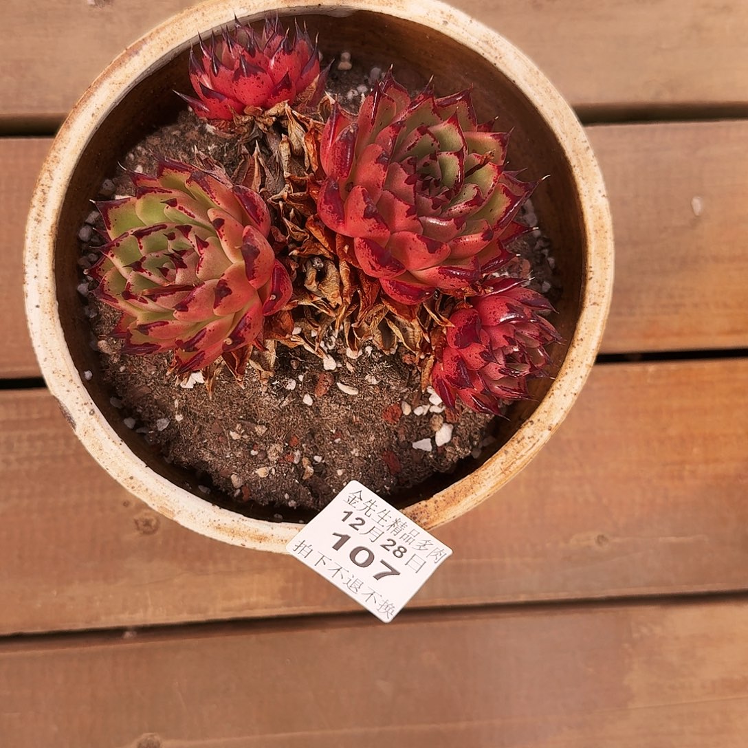 江***月1228-107东云群生