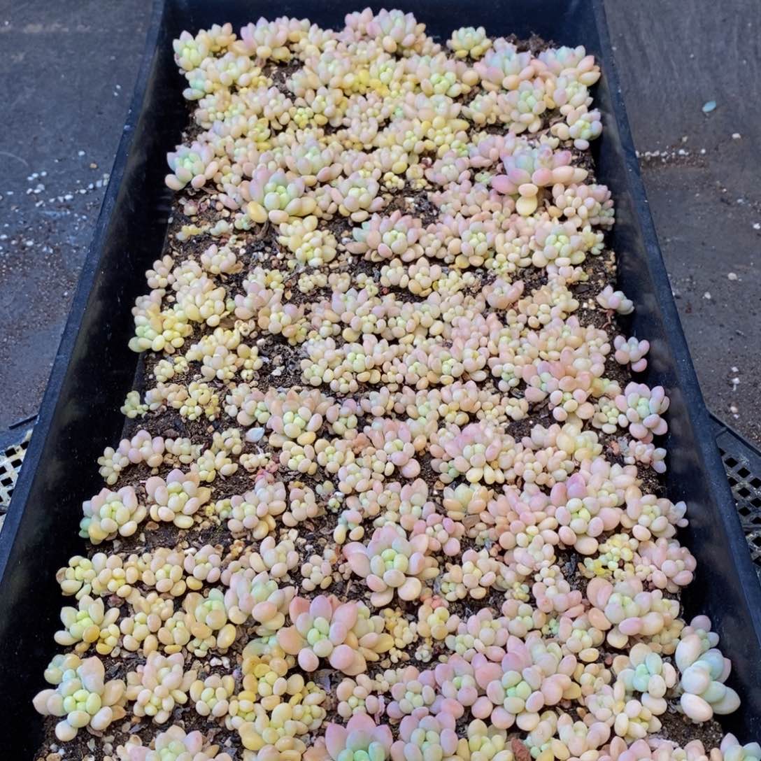 652多肉植物保护研究所所长