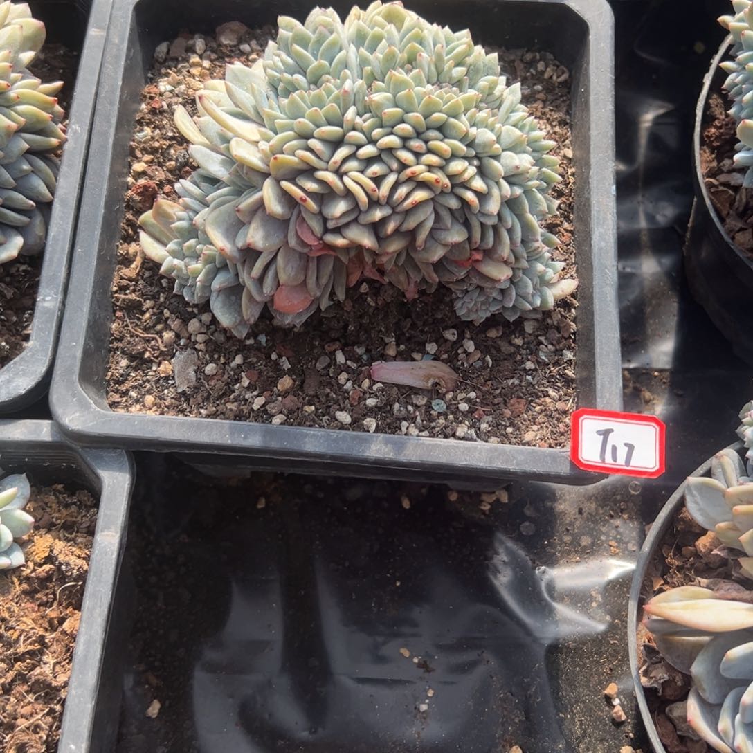 跳***虫精品多肉植物老桩