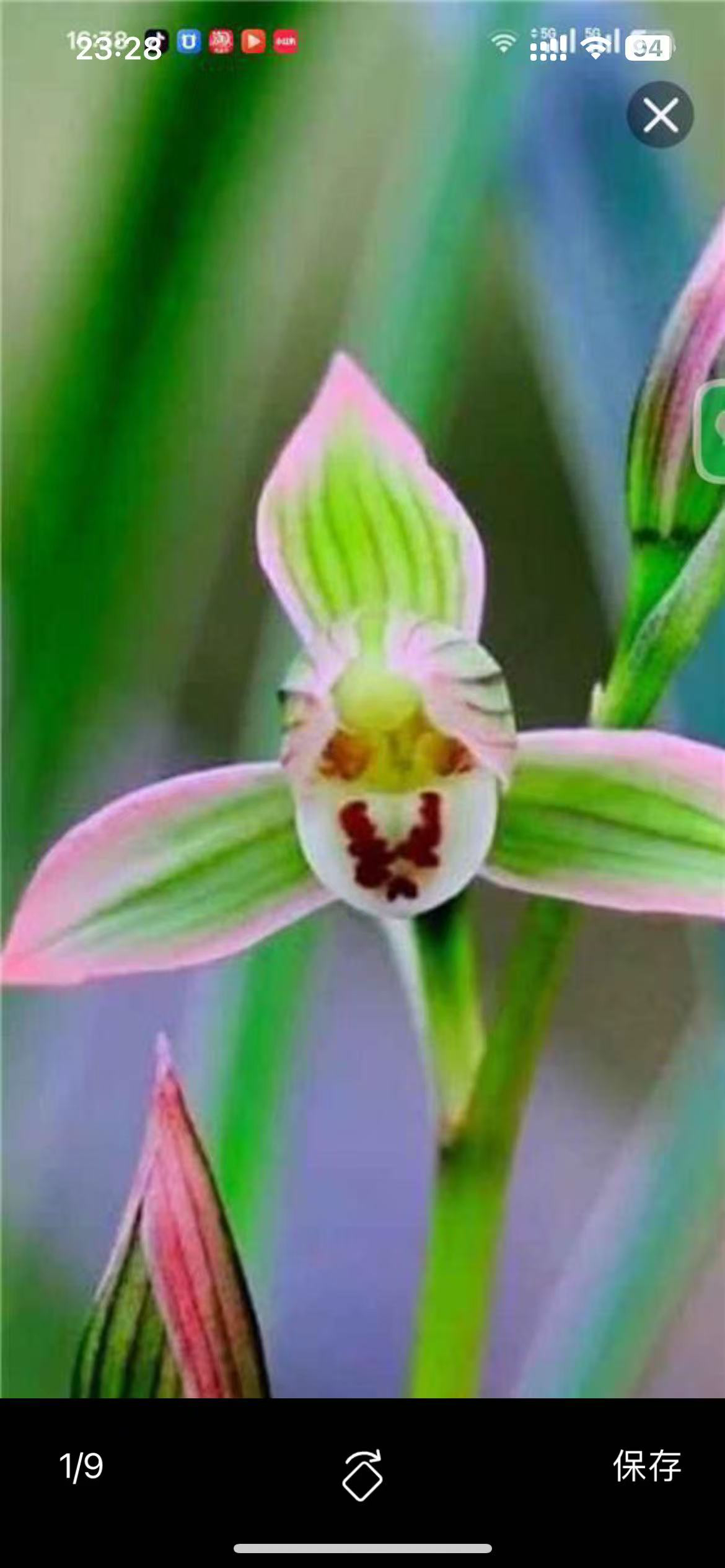 兰花 蕙兰艺草 一物一拍 以实物为准