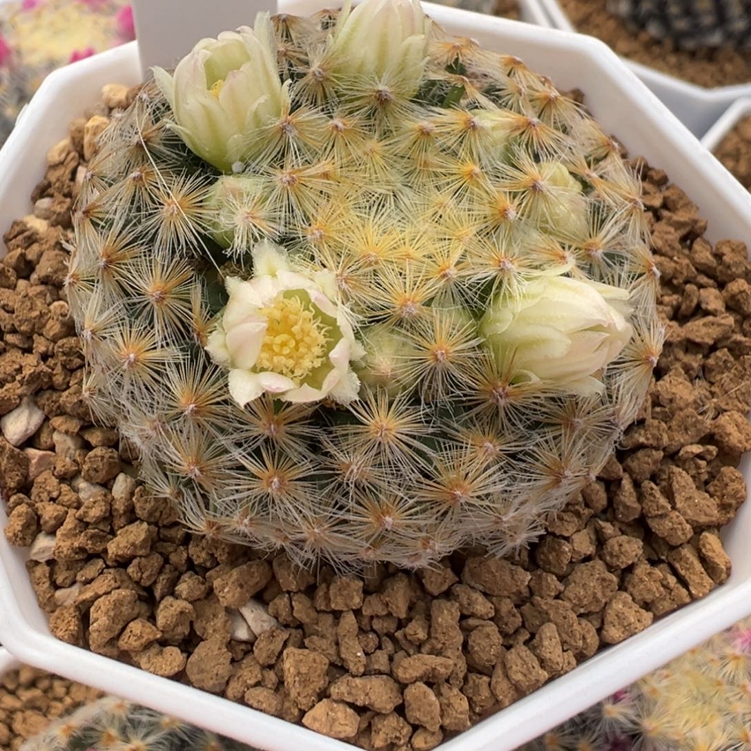 471实生根心机色美花明星多肉植物带盆土