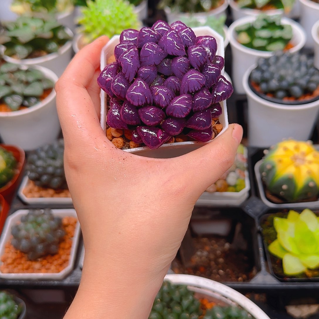 紫宝石冰灯玉露，原盆