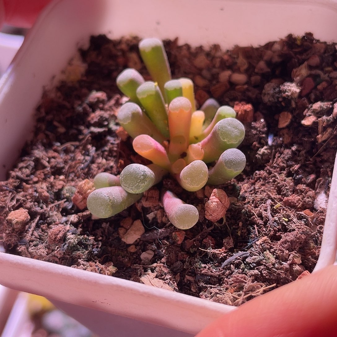 菊晃玉包邮特价一