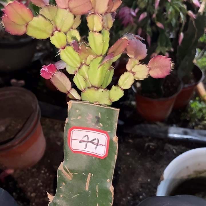 丫***头，44号带盆037嫁接苗