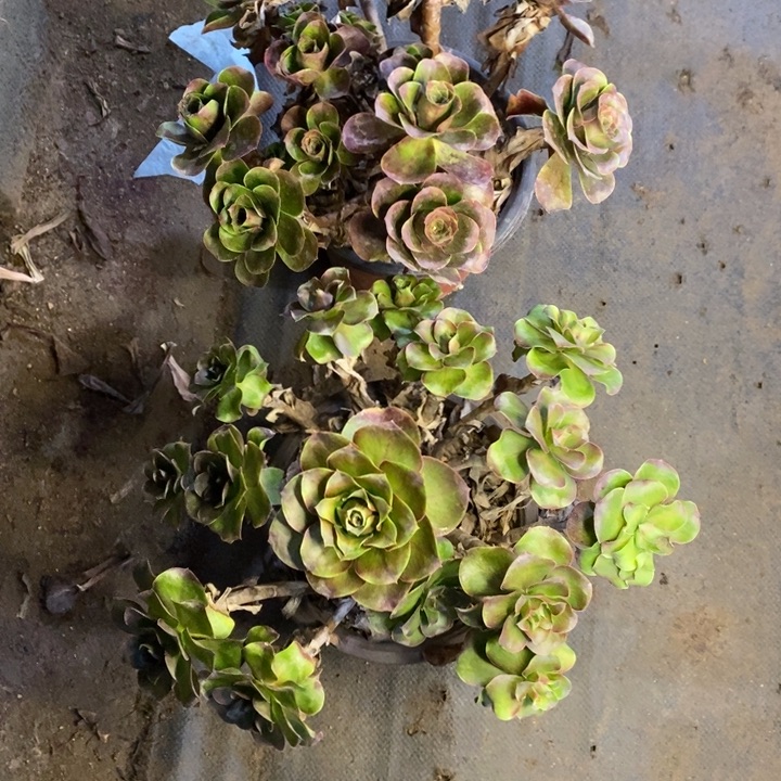 两盆多肉断头不包2025