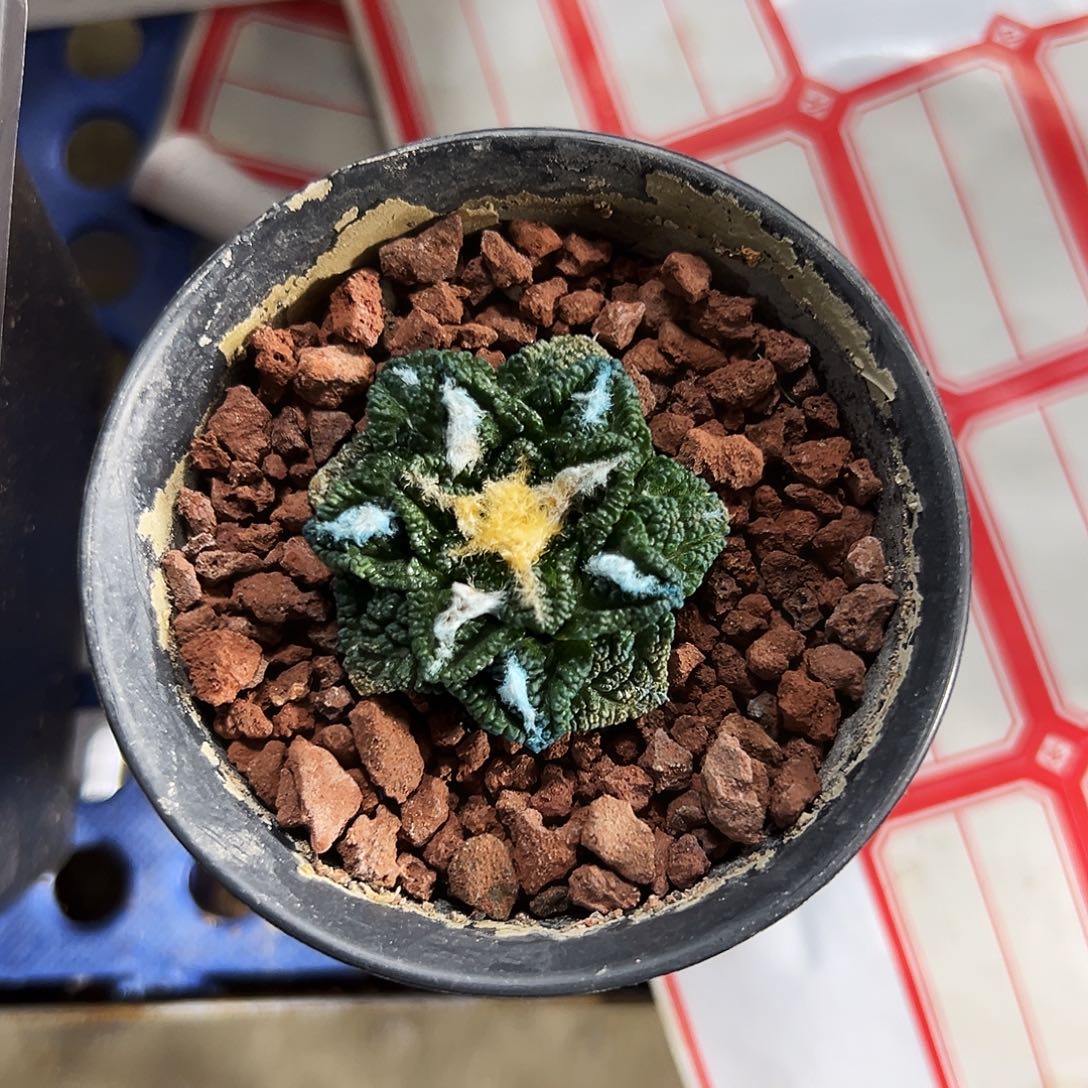 云***荠苗接落地辛顿牡丹