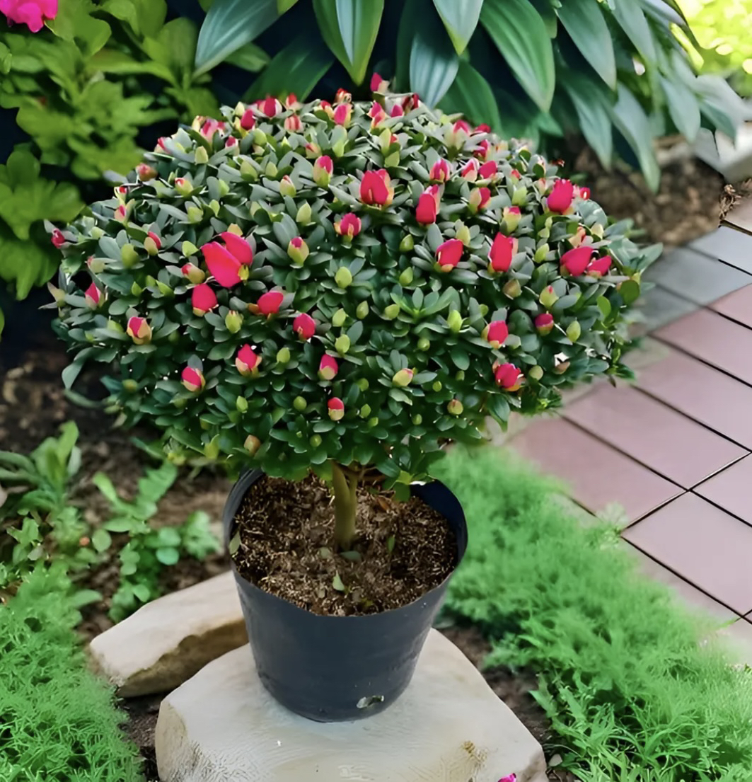 比利时四季杜鹃花室内庭院花园好养植物顺丰包邮送肥料