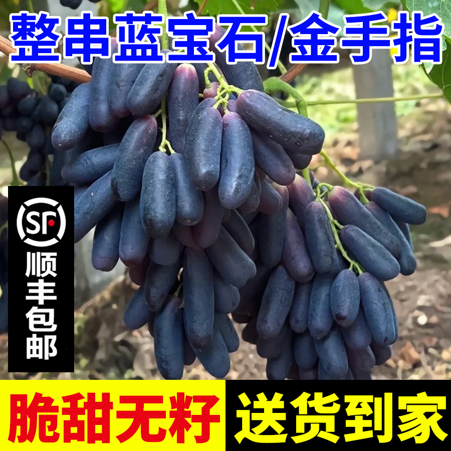 【顺丰包邮】蓝宝石无籽葡萄金手指美人指脆甜多汁新鲜采摘产地直发