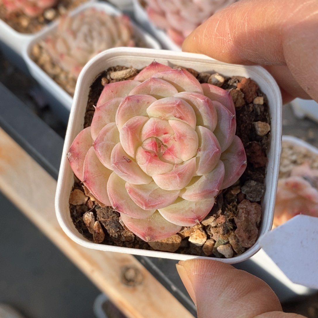 精品多肉一物一拍不包整91