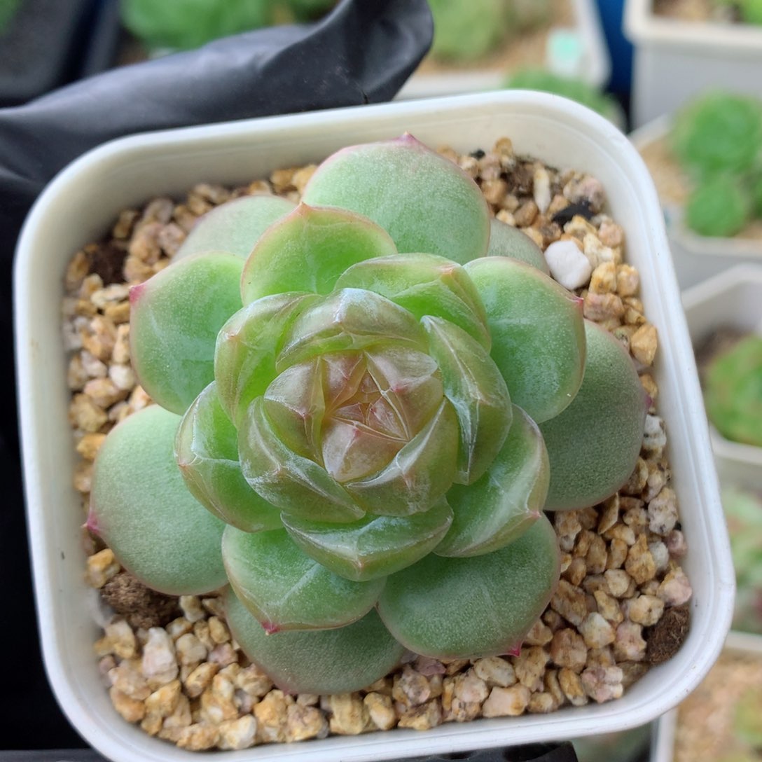 58包邮  群生不包整遥遥12