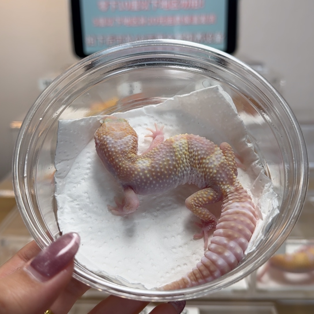 豹纹守宫雪花川普妹妹