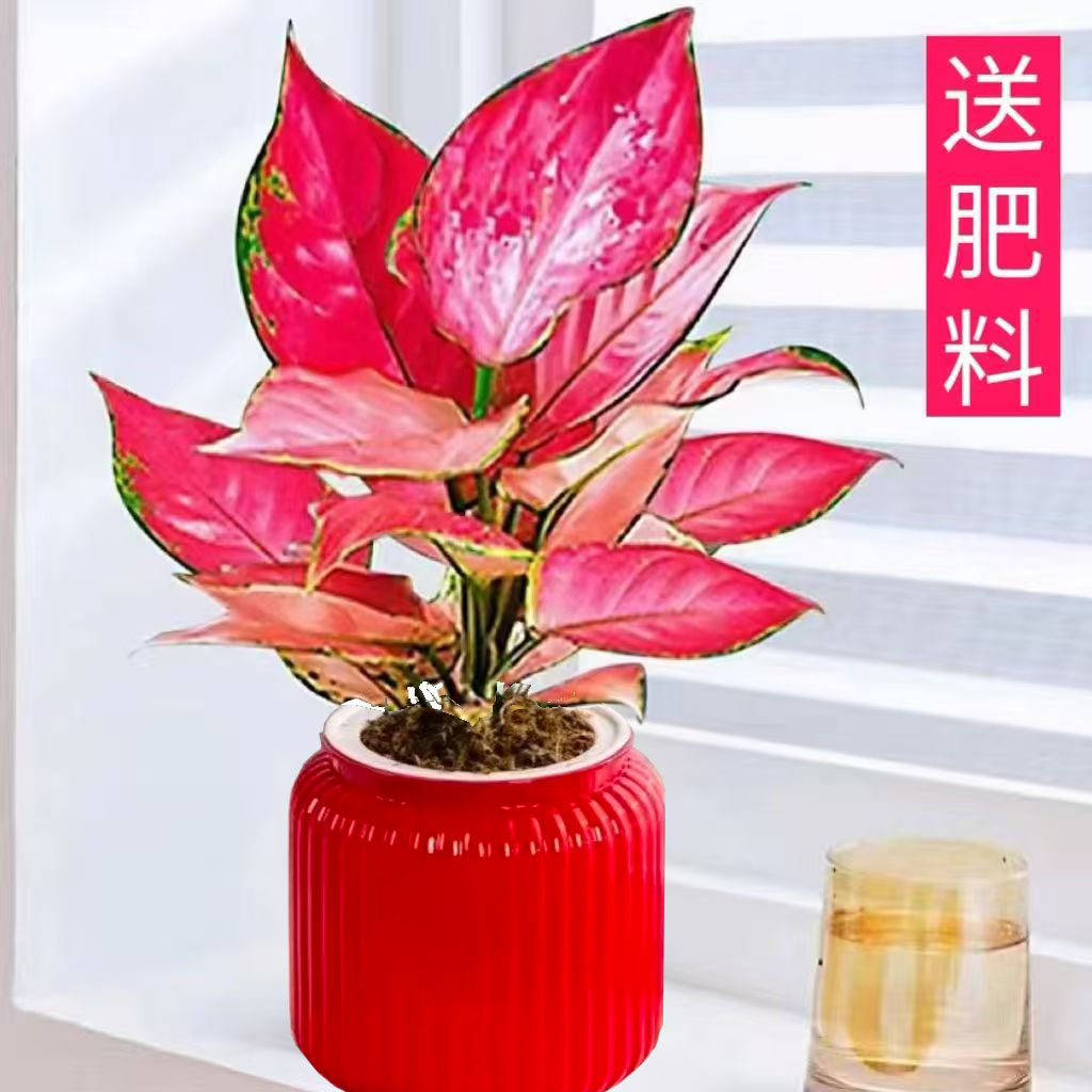 吉利红如意盆栽室内水培花卉绿植四季好养可吸除甲醛