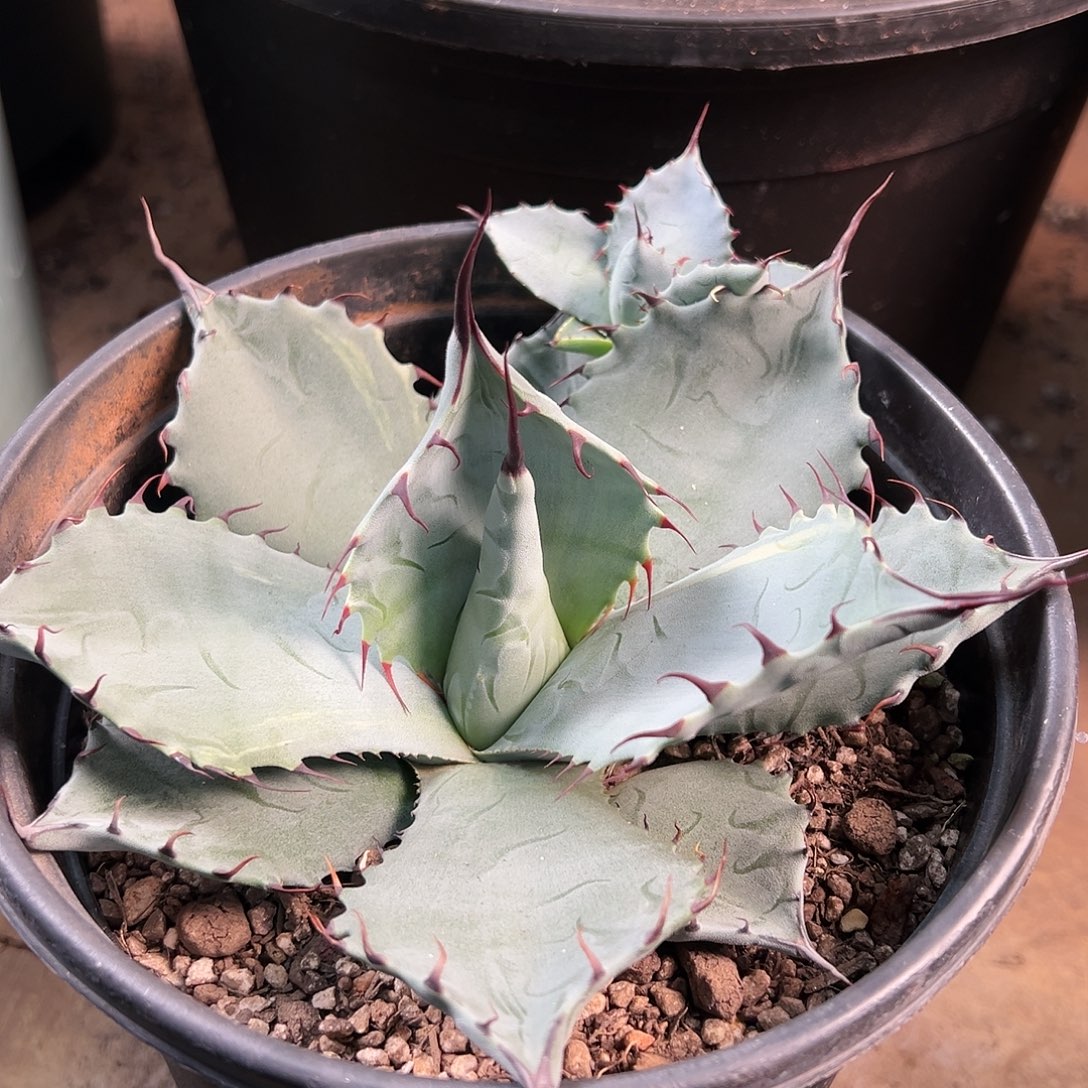 无花朵多肉植物罗绮原始种