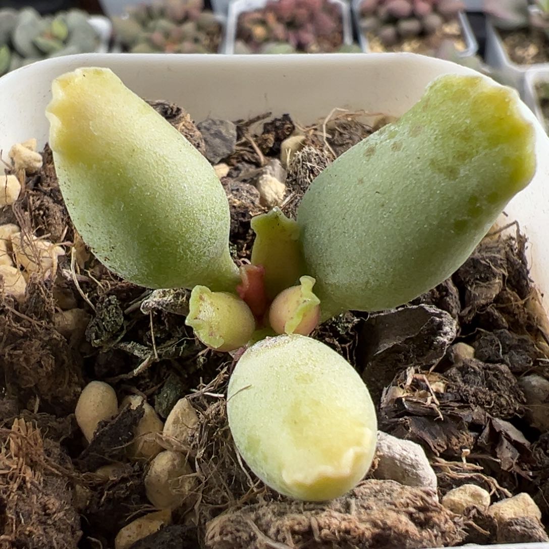 黄金海豹多肉植物水泡