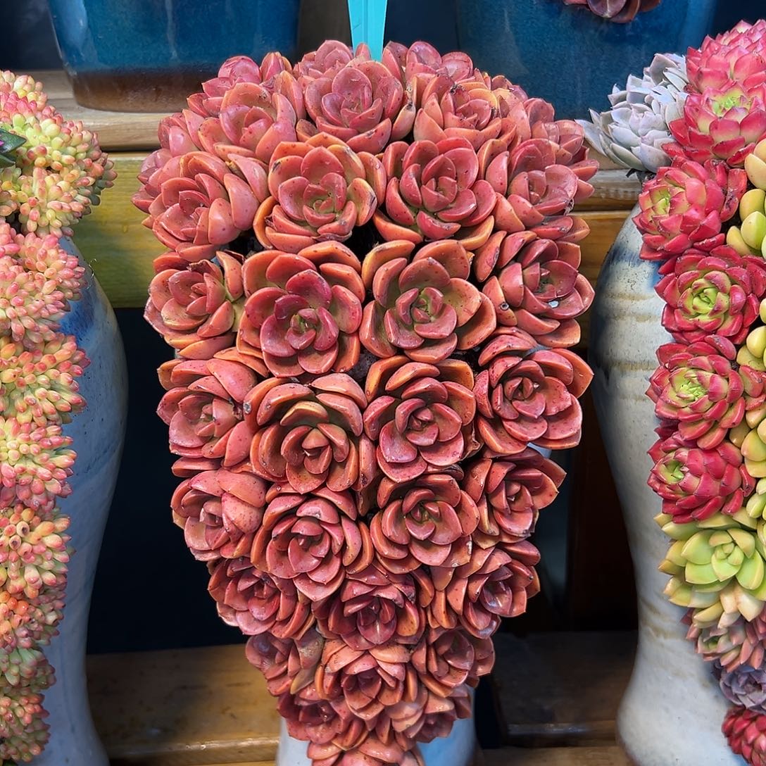 034巧克力玫瑰多肉组合