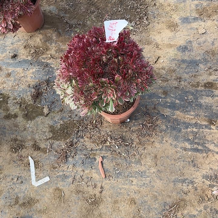 缀话吞吐发货缀话