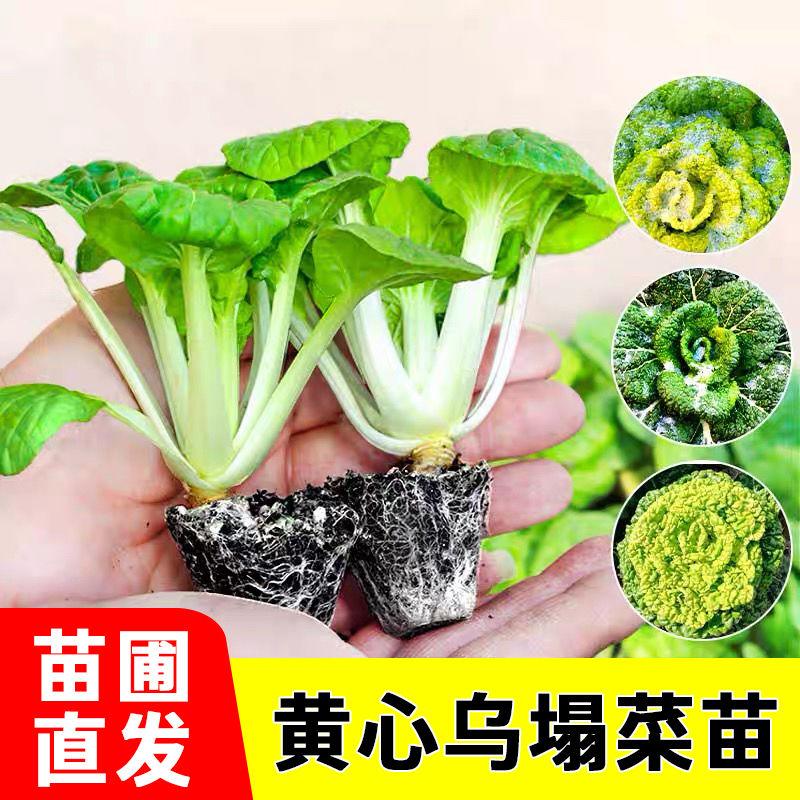 黄心乌塌菜穴盘苗