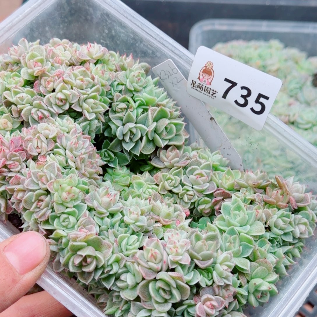 多肉植物多肉植物