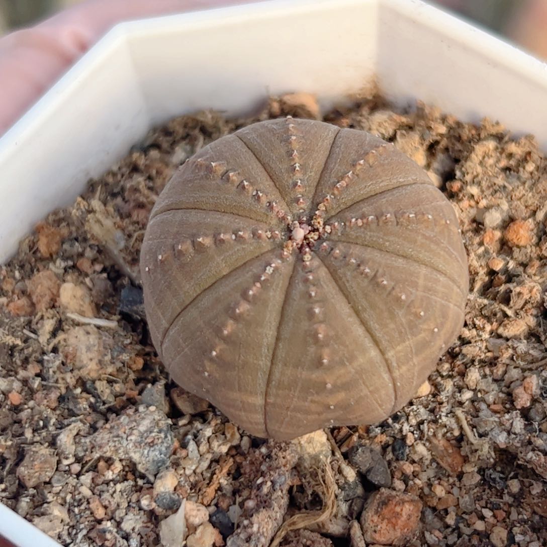 实生 欧系布纹球