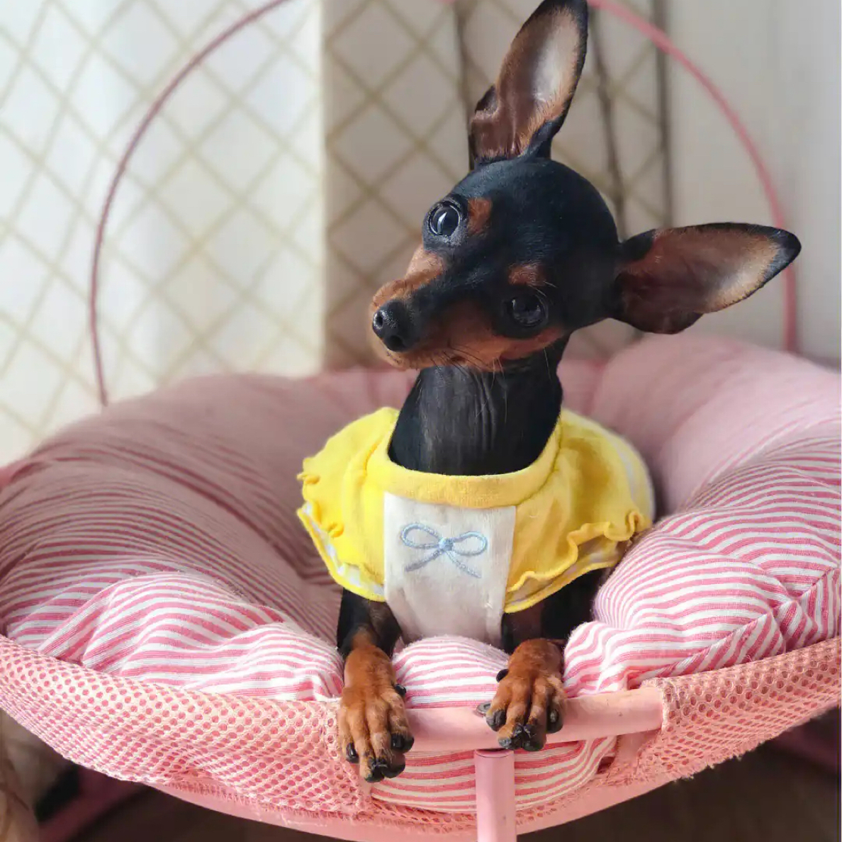 迷你小鹿犬幼犬专用链接
