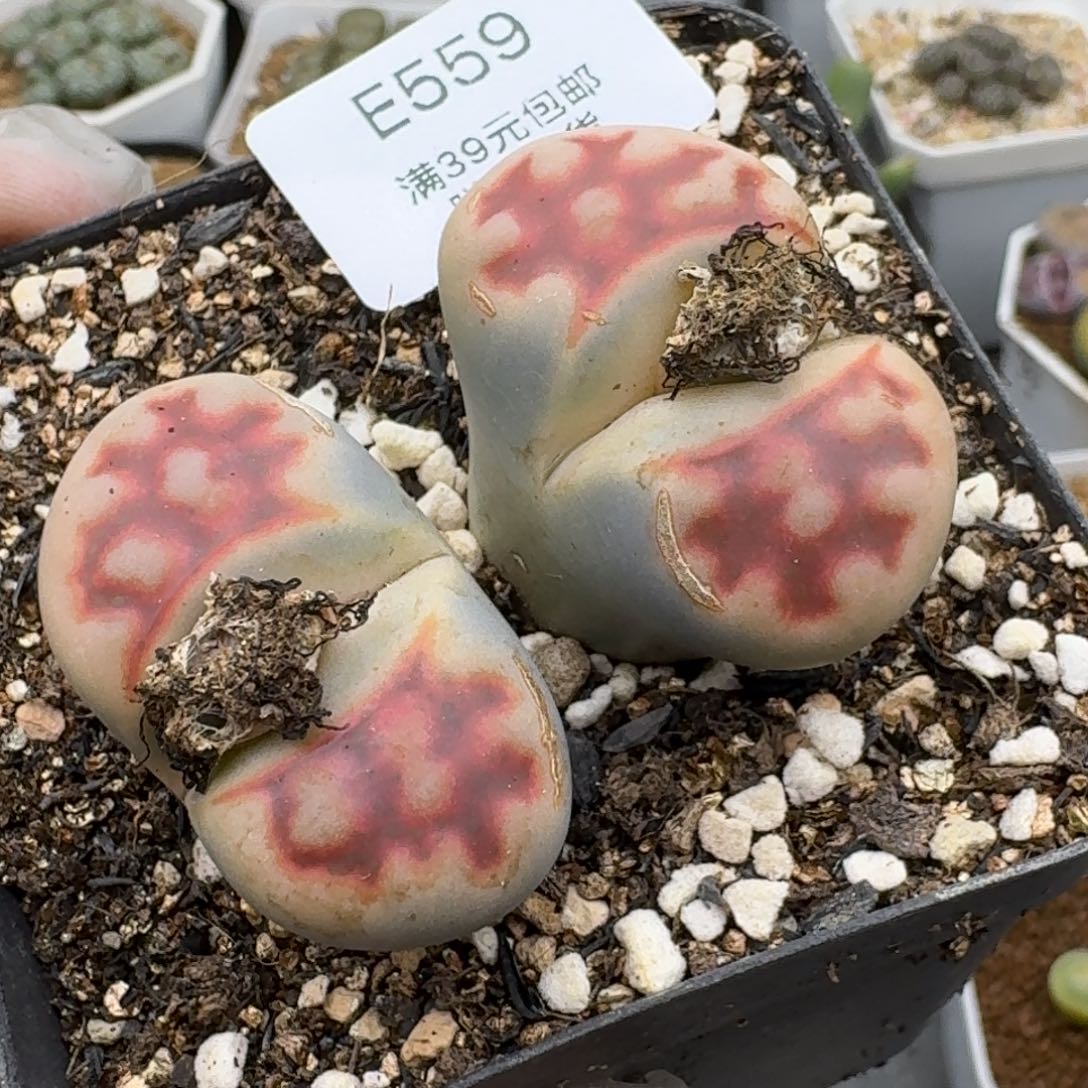 559多肉哈哈哈哈哈哈