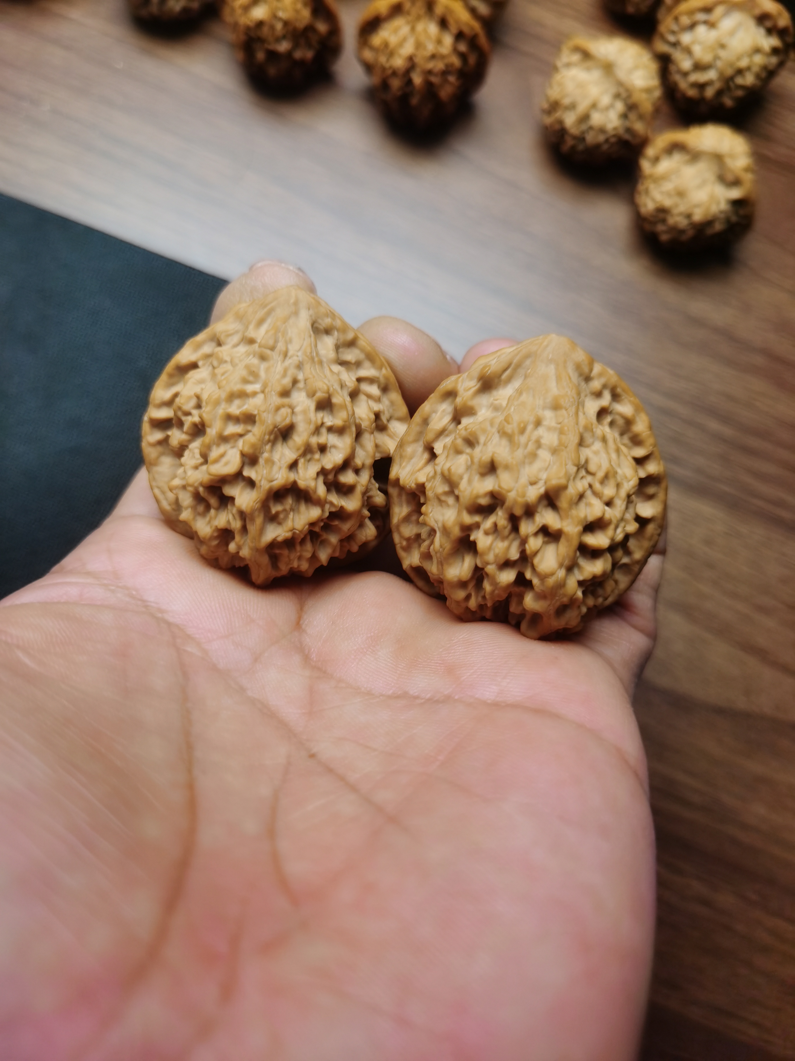 陕西秦岭秦闷狮子头