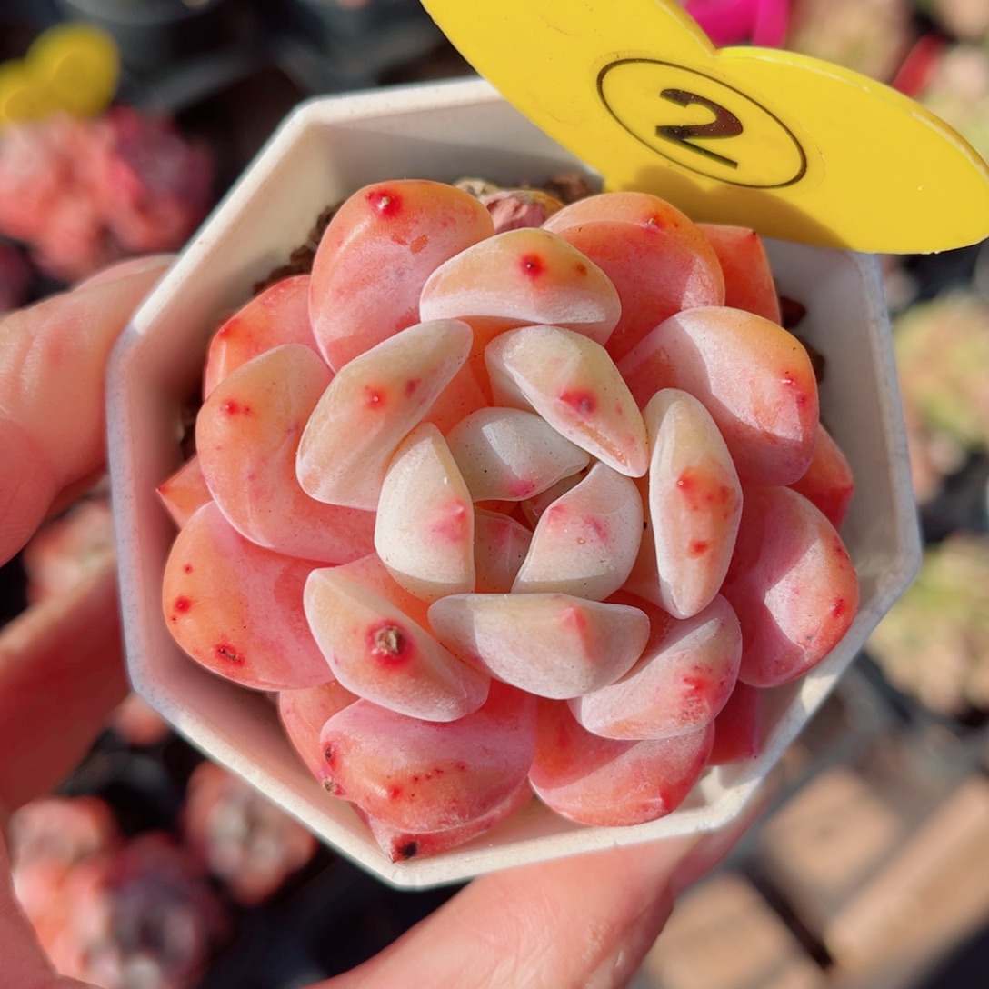 2号小老桩雪天使单头