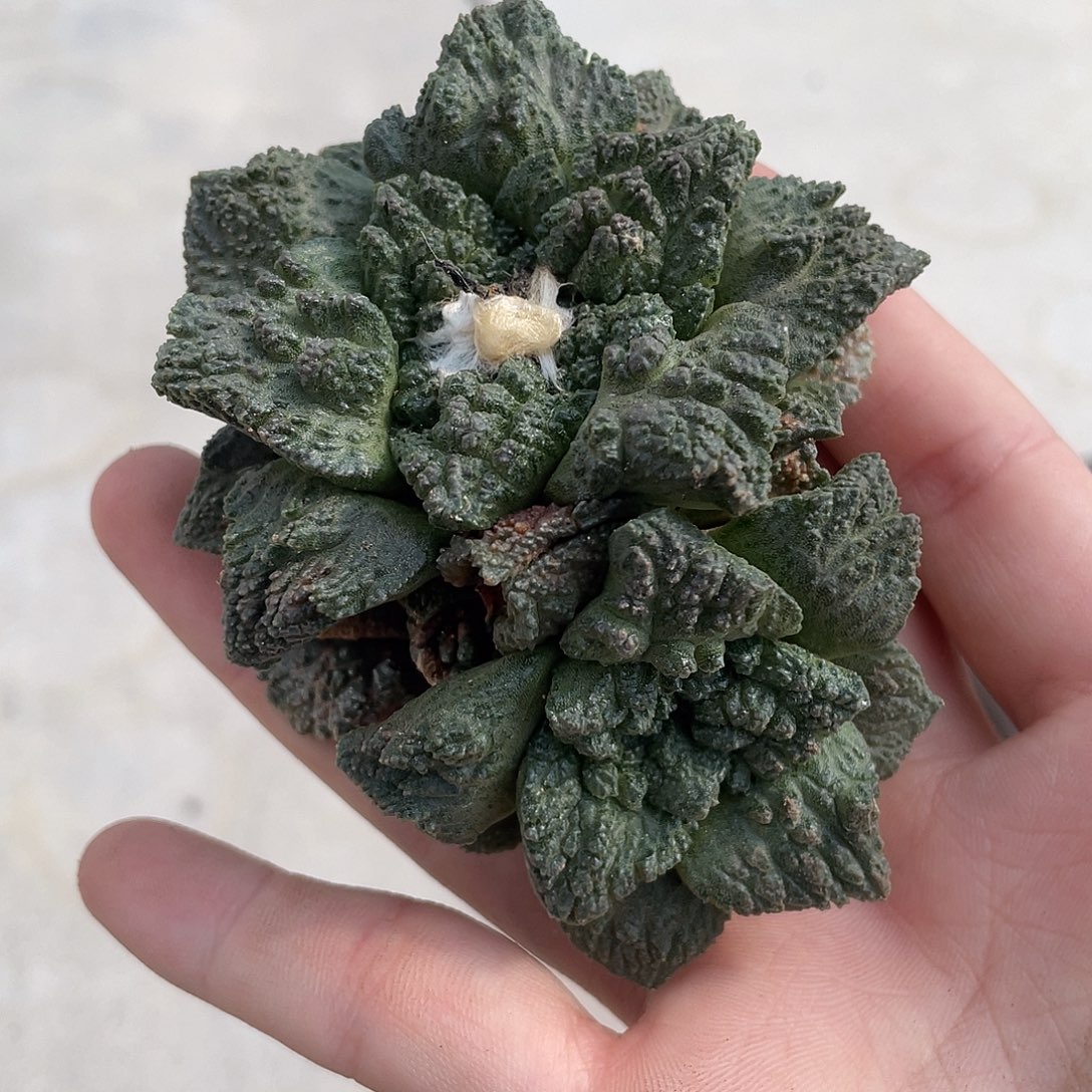 实生双头哥斯拉牡丹