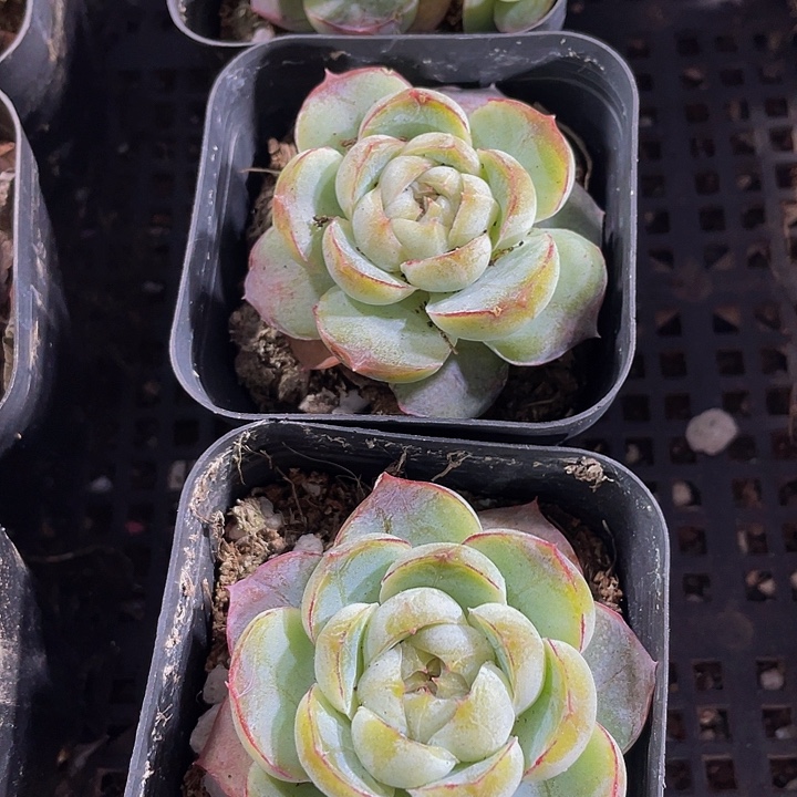 单头胖虎带盆土发