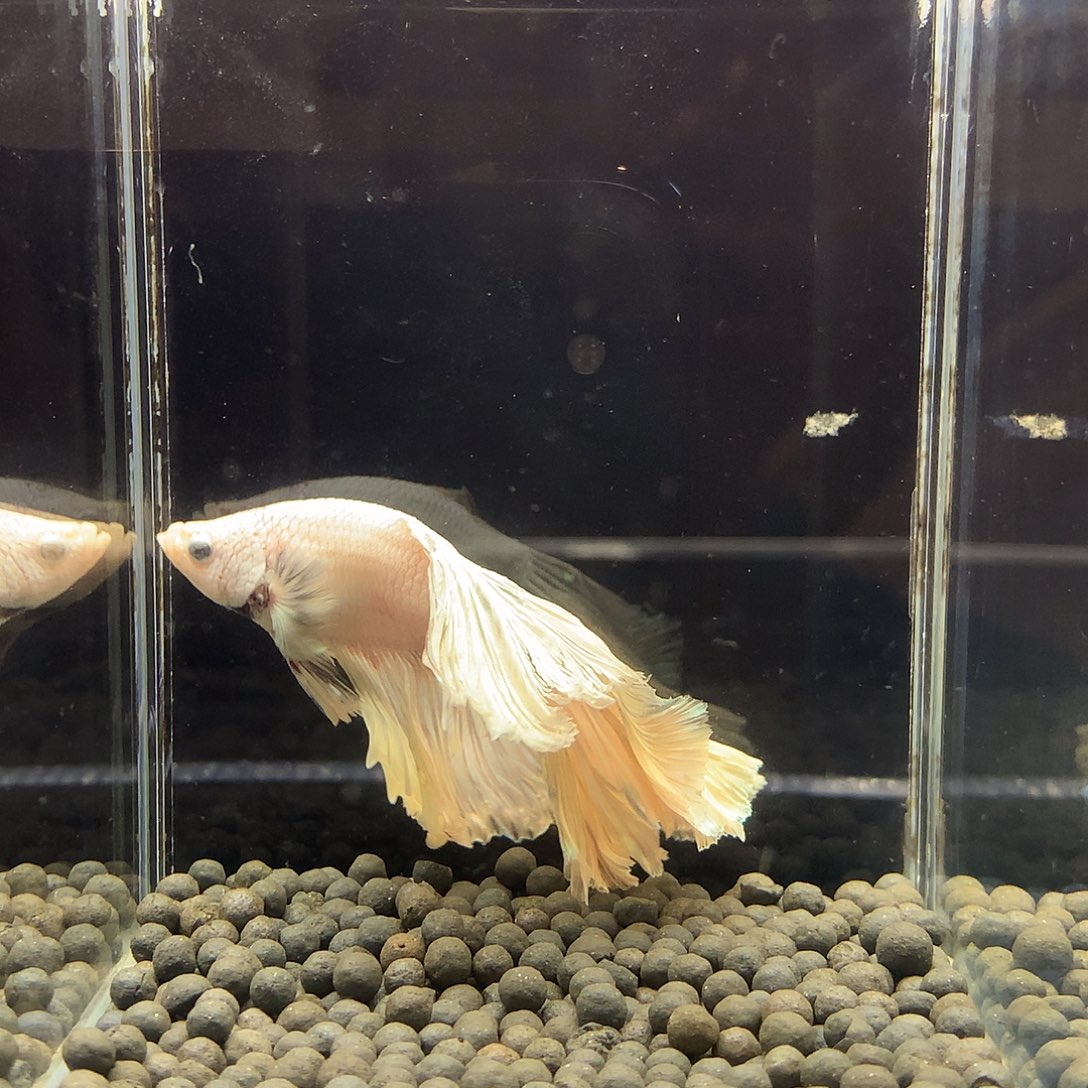 斗鱼七弟泰国斗鱼73