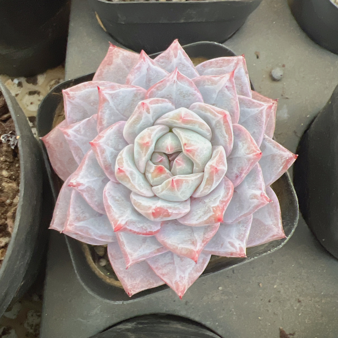 70#单头粉蓝鸟（5-7cm）脱土