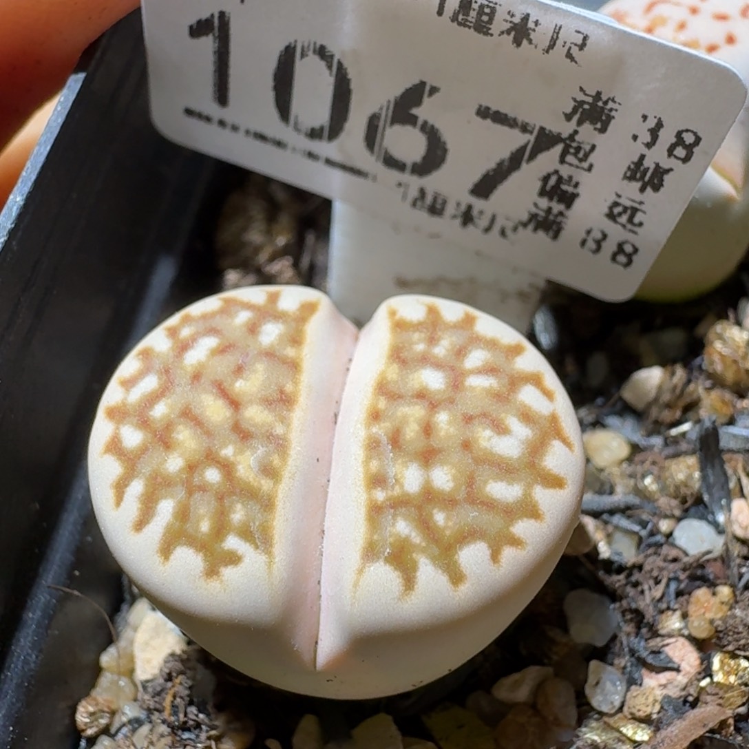 Sss精品清仓价1067