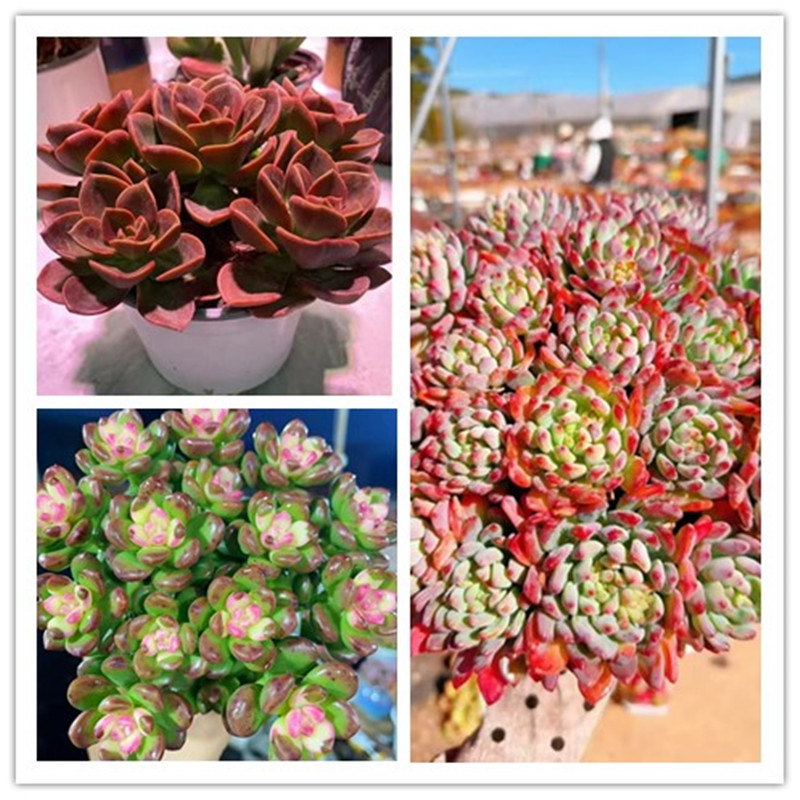 XS蓝苹果+香豆锦+红酒玫瑰 带盆栽好美观多肉植物